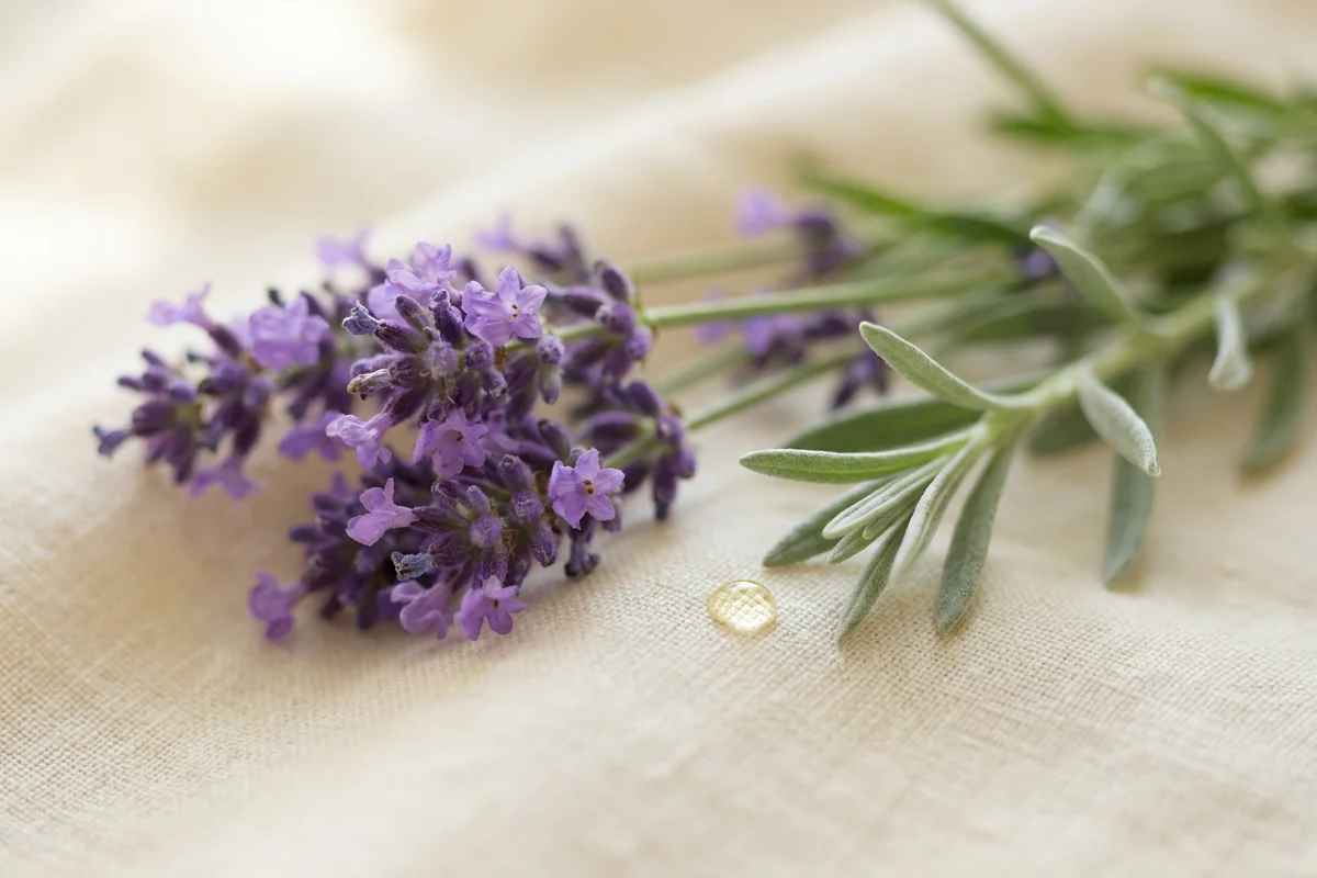 Macro snimak violet cvetova lavande sa jednom kapljom eteričnog ulja